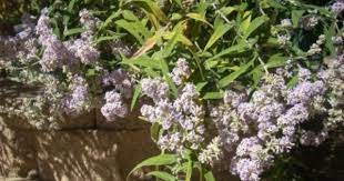 Butterfly Bush Leaves Turning Yellow How To Fix Yellowing Butterfly Bush Leaves Butterfly Bush Butterfly Bush Care Garden Pests
