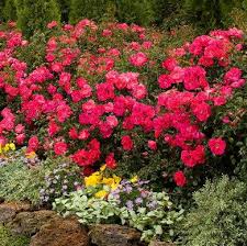 Die malanseuns plant van die week is die rosa flower carpet 'pink supreme' ons almal ken die flower carpets en hoe goed hulle blom, maar die een staan uit bo die res. Pin Na Doske Landscape