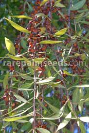 Image result for Maytenus chasei