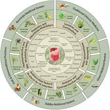 Image result for Cassipourea mollis