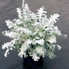 Image result for Centaurea ragusina