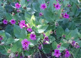 Keep the healthiest, strongest looking plants and remove the weakest. Colorado Four O Clock