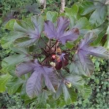 Image result for Jatropha gossypiifolia