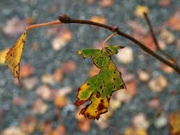 Ich möchte gern euch zu meiner party einladen. Im Herbst Verandert Sich Viel In Der Natur Nicht Nur Das Laub Der Baume Farbt Sich Bunt Auch Andere Pflanzen Und Die Tiere Bereiten Sich Auf Die Kalte Jahreszeit Vor Ausfluge In