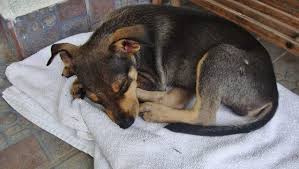 Dogs Sleeping Positions And Habits Tell You A Lot About Their Personality And Health Dogtime Dog Sleeping Positions Sleeping Dogs Pomsky Dog