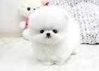 Pomeranian Puppies for Sale | Premier Pups located in Ohio