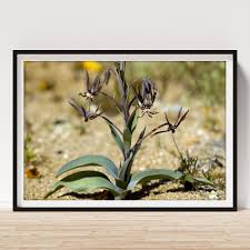 Image result for Ornithoglossum