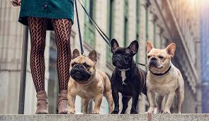 Puppies will come with all their paperwork and playing toys, 1 year health guarantee and health certifications with pedigrees included. The Bon Vivant How The French Bulldog Became The No 2 Most Popular Dog