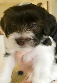 Browse thru our id verified puppy for sale listings to find your perfect puppy in your area. Colorado Havanese Puppies Home Facebook