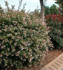 Image result for Berlinia grandiflora