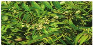 Image result for Lovoa swynnertonii