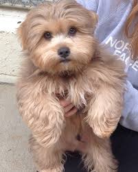 Shorkie Greatdogsite