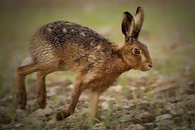 نتیجه جستجوی لغت [hare] در گوگل