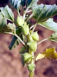 Image result for Pedalium