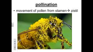 Plant reproduction is the production of new offspring in plants, which can be accomplished by sexual or asexual reproduction. How Do Plants Reproduce Youtube