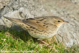 Image result for Landolphia lanceolata