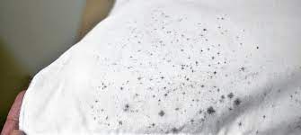 Mold can also grow inside of a squeaky toy or any toys with a hole. How To Remove Mold From Clothing Water Out Fort Wayne