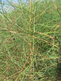 Image result for Asparagus nodulosus