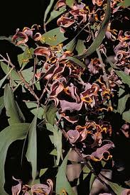 Image result for Acacia auriculiformis