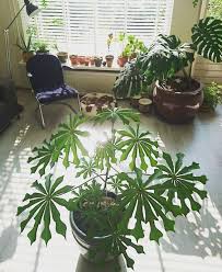 Image result for Manihot grahamii