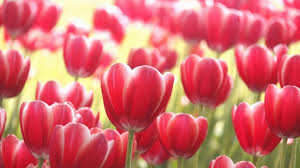 So gelingt die perfekte blütenpracht. Tulpen Pflegen Tipps Fur Garten Und Vase