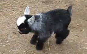 You Just Have To Smile Watching A Baby Pygmy Goat Dance Cute Animal Videos Pygmy Goat Cute Animals