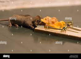 Mouse Caught In A Mousetrap Baited With Peanut Butter Stock Photo Alamy