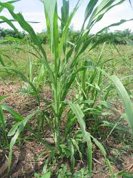 Bernama latin pennisetum purpureum, rumput hias ini memiliki ukuran cukup besar. Hijauan Pakan Ternak Rumput Gajah Pnpm Agribisnis Perdesaan Provinsi Ntt