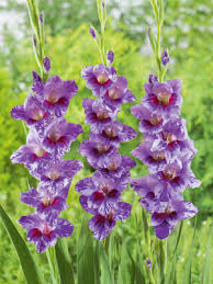 Bevor wir die optimale wachstumsphase besprechen, versuchen wir, den natürlichen lebensraum und einige grundlegende informationen über diese pflanzen zu kennen. Grossblumige Gladiole Passos Gladiolen Blumenzwiebeln Gartenversandhaus De