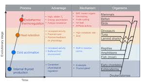 Image result for Thyroid Function Summary