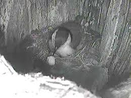 Eurasian nuthatch (sitta europaea) peaking in a nesting hole, animal wild. Whate Breasted Nuthatch Nest With Eggs Hatching Youtube