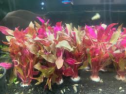 Image result for Nesaea minima