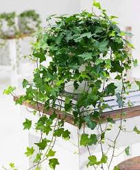 10 Beautiful Indoor Hanging Plants To Decorate Your Home My Tasteful Space Hanging Plants Indoor Ivy Plant Indoor Hanging Plants