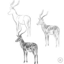 We did not find results for: Animal Drawing How To Draw An Impala Pencil Drawing Art Tutorial Education Cremission Artist Video Animal Drawings Drawings Drawing Techniques