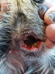 Specialist Help With My Pig Rosie Recurring Neck Abscess The Guinea Pig Forum