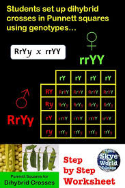 A dihybrid cross (aabb x aabb) will result in what offspring ratio? Dihybrid Punnett Squares Dihybrid Cross Worksheet Dihybrid Cross Biology Worksheet