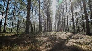 Maybe you would like to learn more about one of these? What Is A Timber Cruise In Forest Management Rayonier