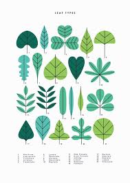 Leaf Types Sarah Abbott Co Uk Personal Network