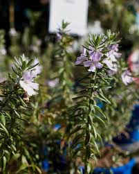 Image result for Westringia