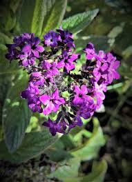 Some flowers are little more than eye candy. Plant Vanilla Flower Heliotrope Dark Purple Flowers Fragrant Vanilla Smell Bright Toxic Garden Nature Close Up Pikist