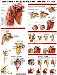 Photo Gallery Medical Charts Shoulder Muscle Anatomy Shoulder Muscles Shoulder Anatomy