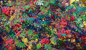 Eberesche/ vogelbeere (sorbus aucuparia) die gewöhnliche eberesche oder auch vogelbeere, die den rosengewächsen (rosaceae) angehört, ist ein freiwachsendes gehölz, welches einen kleidsamen fruchtschmuck trägt und sich. Eberesche Vogelbeere Sorbus Aucuparia Besonderheiten Fur Den Garten