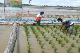 Berikut patokan harga rumput taman sebagai referensimu! Kendalikan Gulma Bayer Indonesia Luncurkan Herbisida Council Complete Ekonomi Bisnis Com