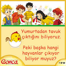 Yumurta Deyince Aklimiza Ilk Tavuk Gelir Peki Sadece Tavuklar Mi Yumurtadan Cikar Yumurtadan Cikan Diger Canlilar Hangileridir Yum Tavuk Hayvanlar Yumurta