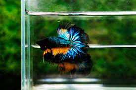 How To Take Care Of Betta Fish Nice Betta Thailand Co Ltd In 2021 Betta Fish Betta Siamese Fighting Fish
