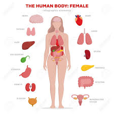 The human body is central to how we understand facets of identity such as gender, sexuality, race, and ethnicity. Human Anatomy Infographic Elements With Set Of Internal Organs Royalty Free Cliparts Vectors And Stock Illustration Image 103853590
