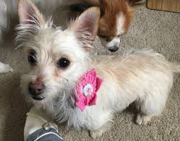 You should brush them every other day, and have them professionally groomed twice a year. West Highland White Terriers All You Need To Know About Westie Dogs K9 Web