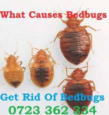 Zenprox ec treats cockroaches, fleas, bed bugs (including newly hatched bed bug nymphs), ants and more, and kills. Pests Such As Bats Bed Bugs Ants Termites Mosquitoes Bees Wasps Cockroaches Are All What Do Be Bed Bugs Infestation Pest Control Plants Termite Control