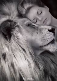 Black And White Lion And Lioness Pictures White Lion White Lioness Lion Pictures Lion Art Lion Love