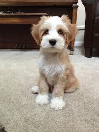 Find tibetan terrier puppies and breeders in your area and helpful tibetan terrier information. My Cousins Tibetan Terrier With Blue Eyes Terrier Puppies Yorkshire Terrier Puppies Tibetan Terrier